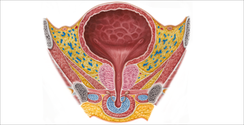 content_Male_urinary_bladder